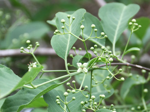 Euonymus sieboldianus