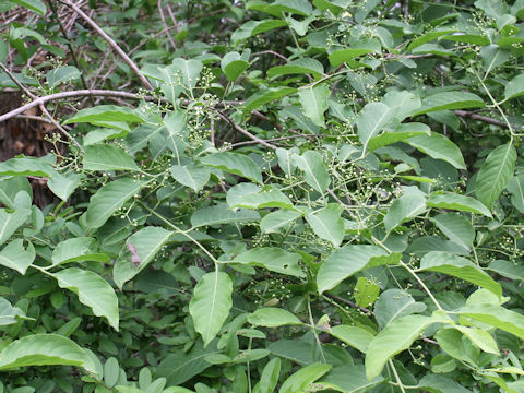 Euonymus sieboldianus