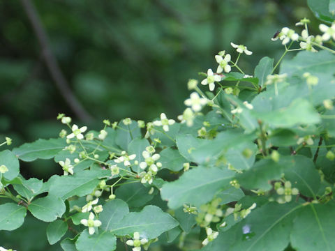 Euonymus sieboldianus