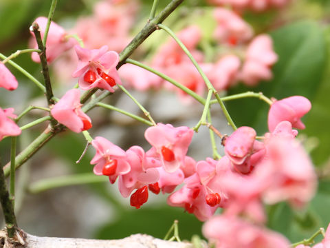 Euonymus sieboldianus