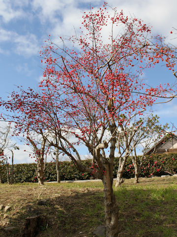 Euonymus sieboldianus