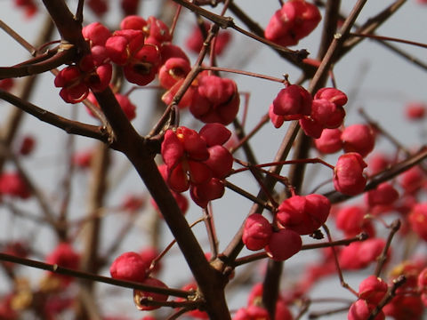 Euonymus sieboldianus