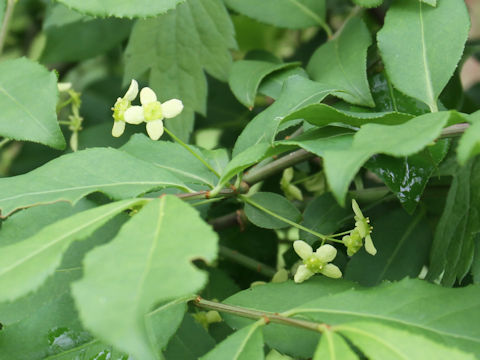 Euonymus sieboldianus