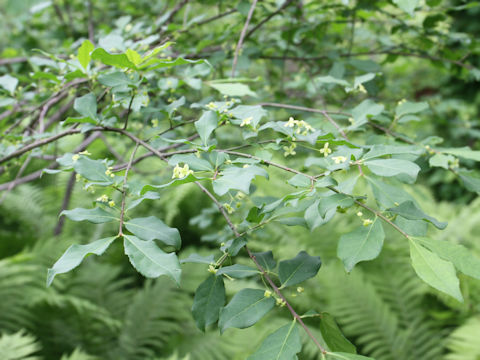 Euonymus sieboldianus