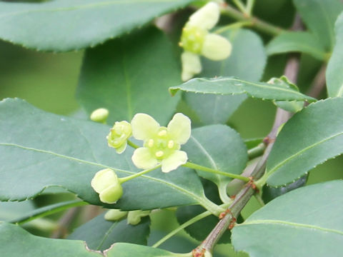 Euonymus sieboldianus