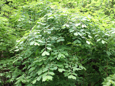 Euonymus sieboldianus