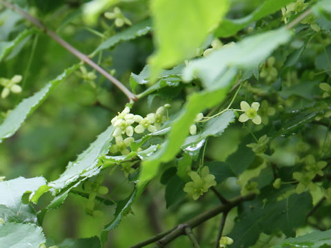 Euonymus sieboldianus