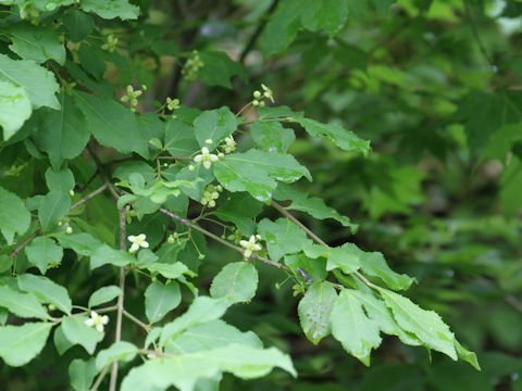 Euonymus sieboldianus