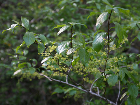 Euonymus sieboldianus