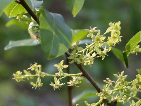 Euonymus sieboldianus