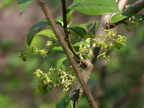 Euonymus sieboldianus