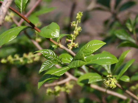 Euonymus sieboldianus