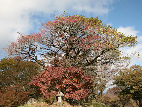 Euonymus sieboldianus