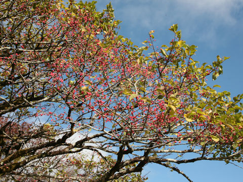 Euonymus sieboldianus