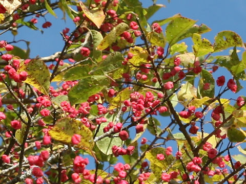 Euonymus sieboldianus