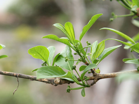 Euonymus sieboldianus