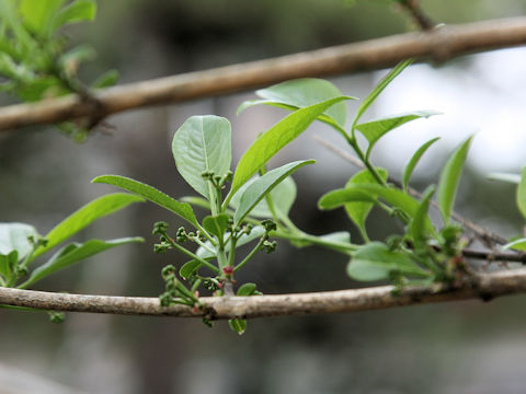 Euonymus sieboldianus