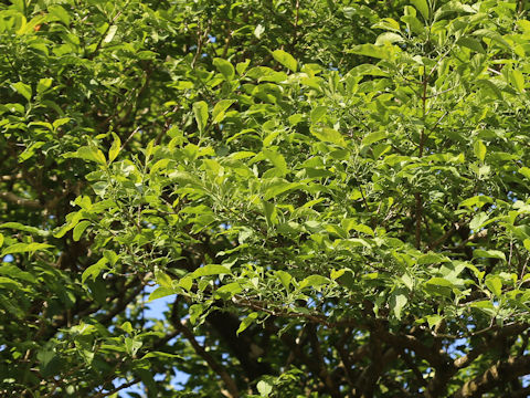 Euonymus sieboldianus