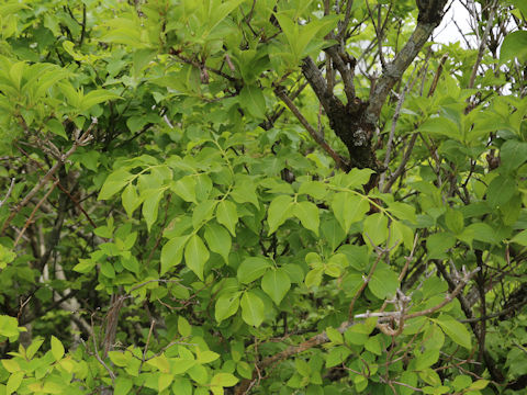Euonymus sieboldianus