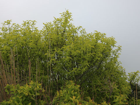 Euonymus sieboldianus