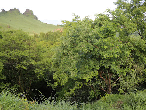 Euonymus sieboldianus