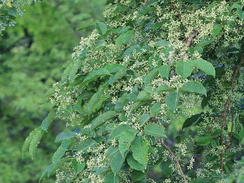 Euonymus sieboldianus
