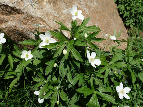 Anemone canadensis