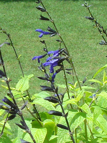 Salvia guaranitica