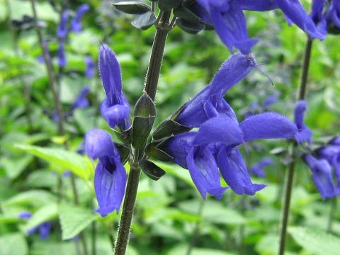 Salvia guaranitica