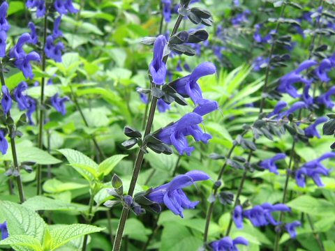 Salvia guaranitica