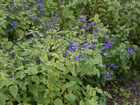 Salvia guaranitica
