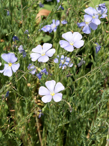 Linum pratense