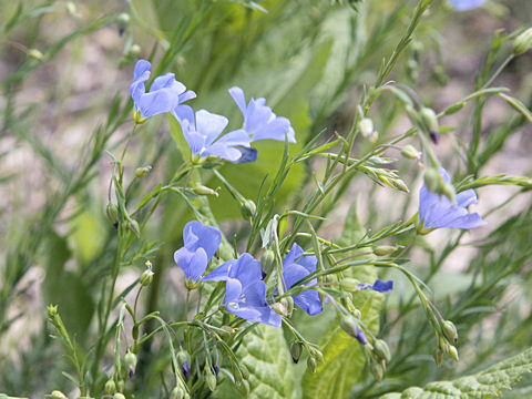 Linum pratense