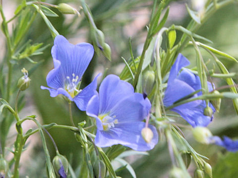 Linum pratense