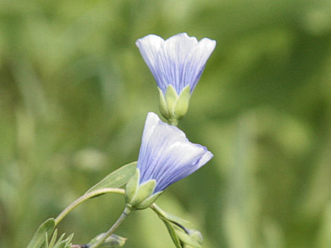 Linum pratense