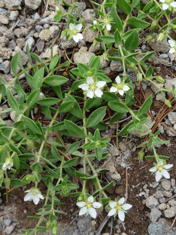 Arenaria merckioides