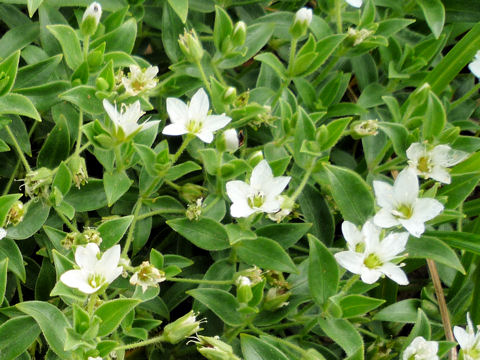 Arenaria merckioides