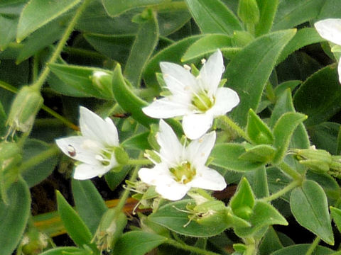 Arenaria merckioides