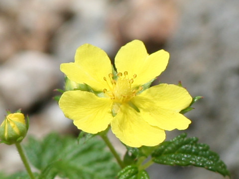 Potentilla miyabei