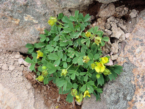 Potentilla miyabei