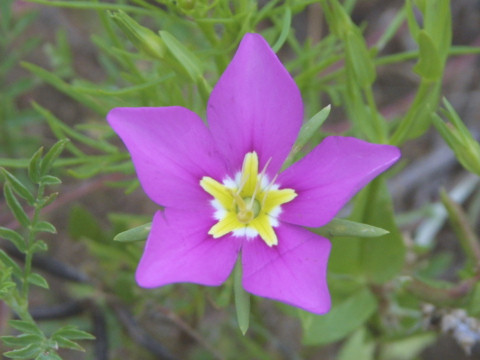 Sabatia campestris