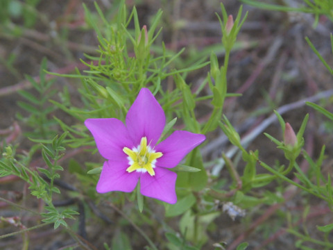 Sabatia campestris