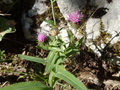 Cirsium dissectum