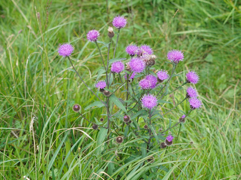 Cirsium dissectum