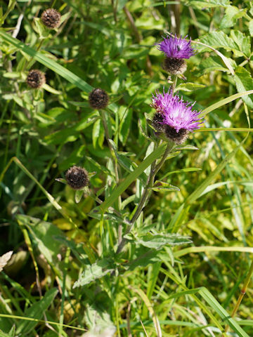 Cirsium dissectum