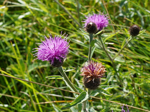 Cirsium dissectum