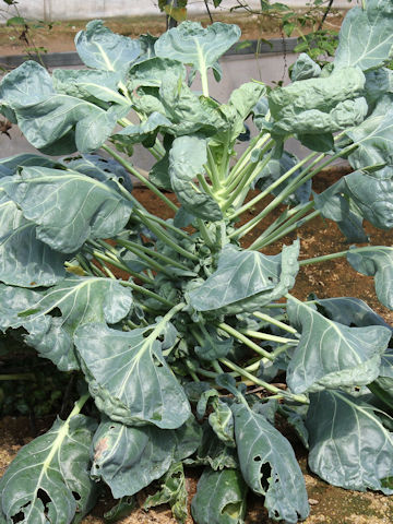 Brassica oleracea var. gemmifera