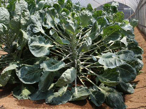 Brassica oleracea var. gemmifera