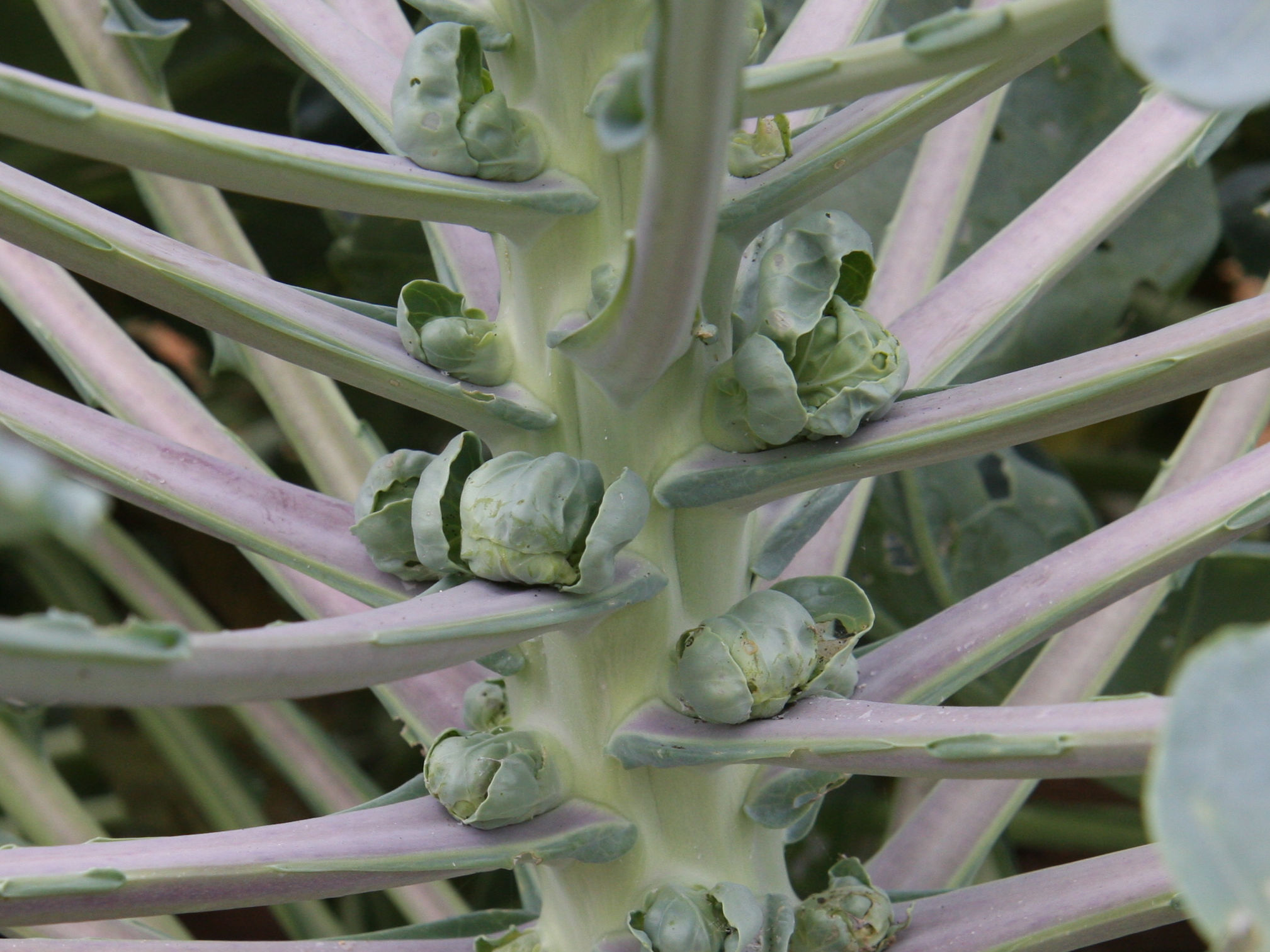 Brassica oleracea var. gemmifera