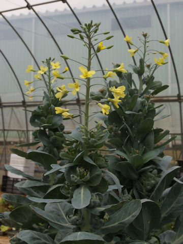 Brassica oleracea var. gemmifera